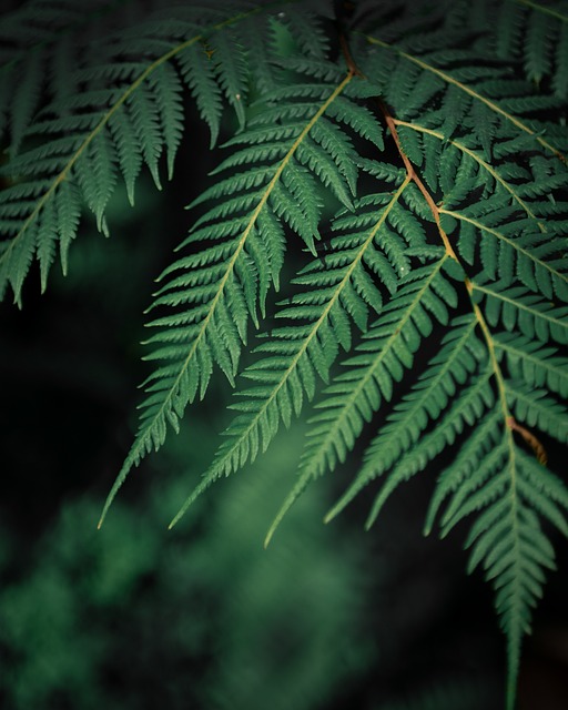 Grøn, Blad, Mørk, Plante, Natur
