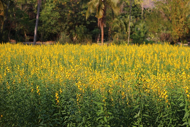 Free Flower Yellow photo and picture