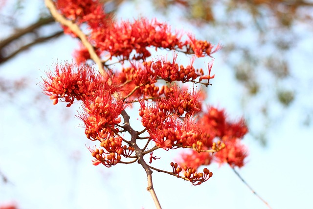Free Red Flower Flower photo and picture