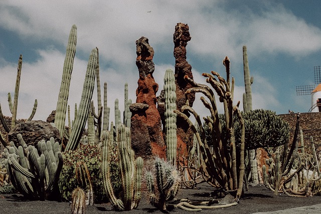 Free Cacti Lanzarote photo and picture