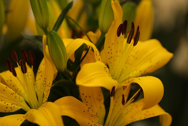 lilies, yellow, easter, flora, garden, flowers, beautiful flowers, nature, lily, bulbs, flower bulbs, floriculture, pestle, flower wallpaper, stamens, flower background, yellow lilies
