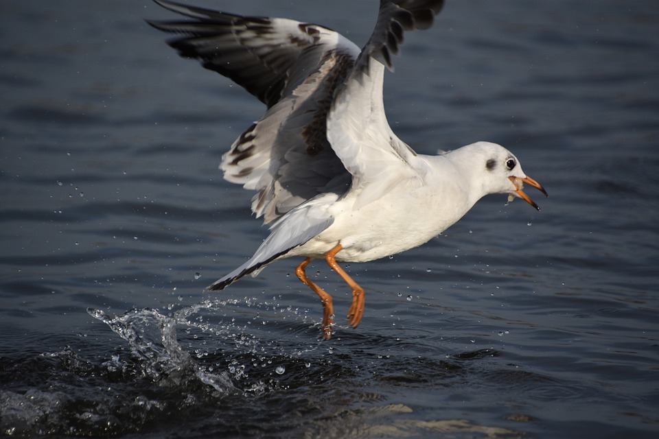 Seagull Eat Water - Free photo on Pixabay