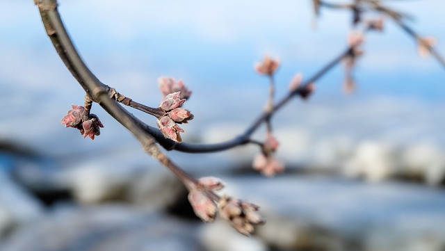 Free Flower Spring photo and picture