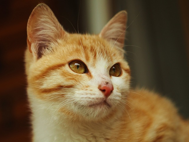 Free Cat Kitten photo and picture