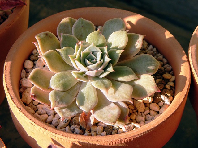 Free Succulent Plants Echeveria photo and picture