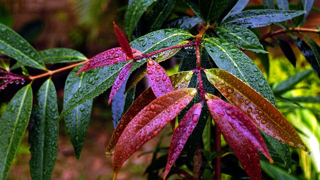 Free Trees The Leaves photo and picture