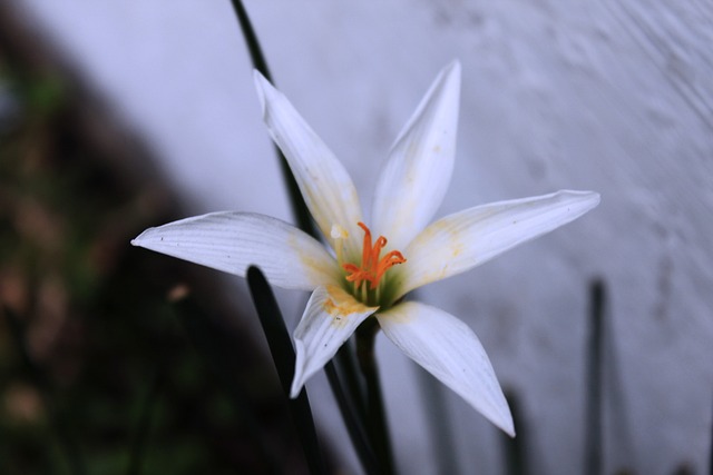 Free Flower Beautiful Flowers photo and picture