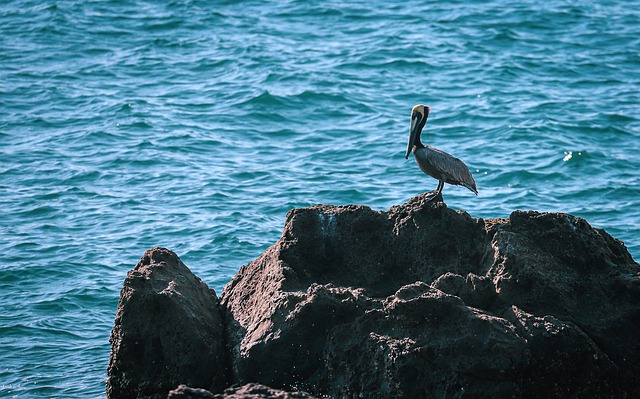 Free Pelican Sea Bird photo and picture