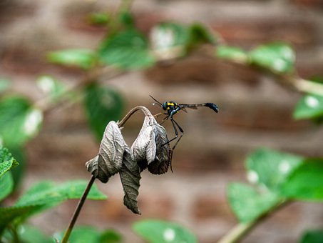 Insekt, Pflanzen, Natur, Blüte, Garten