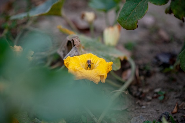 Boom, Blad, Woud, Bladeren, Herfst