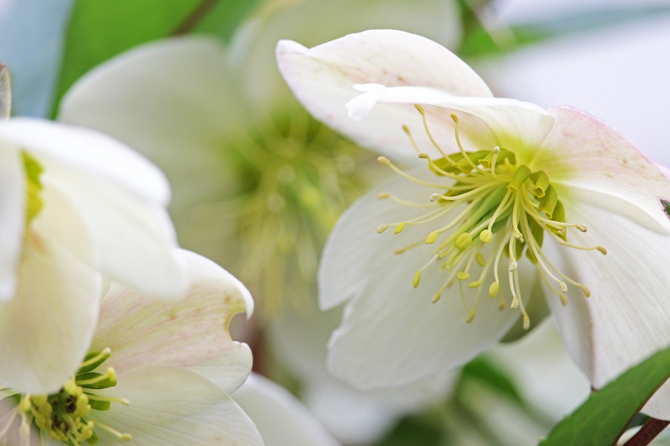 Christrose Garten Frühling Kostenloses Foto auf Pixabay Pixabay