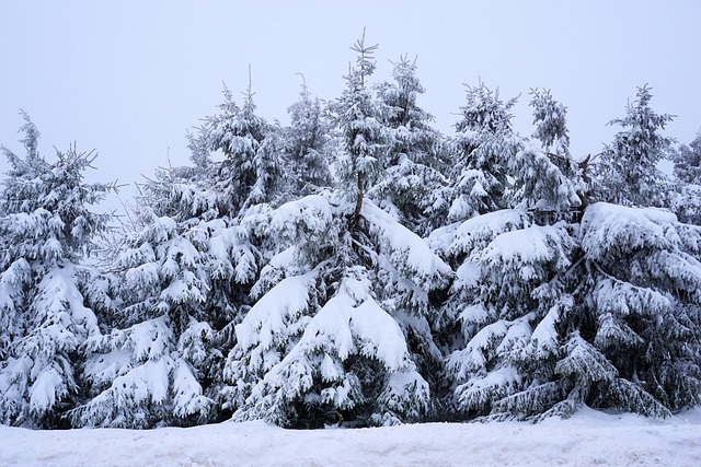Free Winter Landscape Snow photo and picture