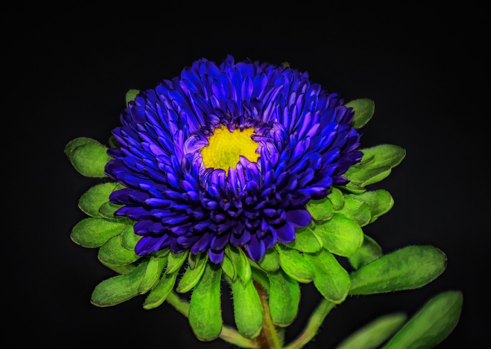 Blue Chrysanthemum Free photo on Pixabay Pixabay