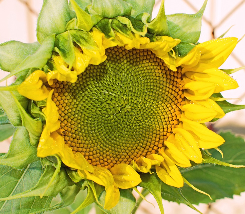 Sunflower Close Up Of Flower - Free photo on Pixabay - Pixabay