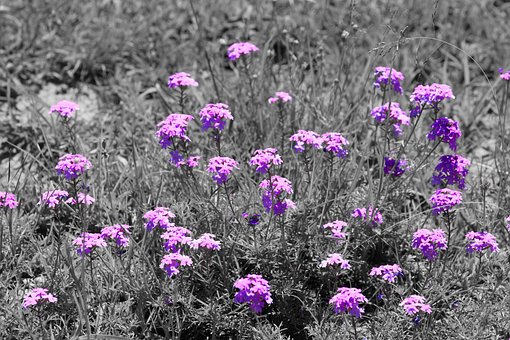 Blumen, Schöne Blumen, Pflanzen