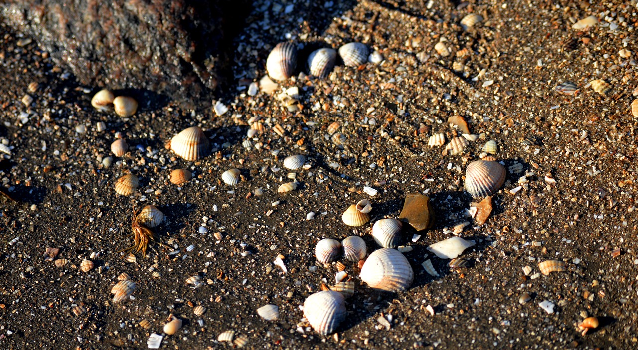 Shellfish Stones Watt - Free photo on Pixabay - Pixabay