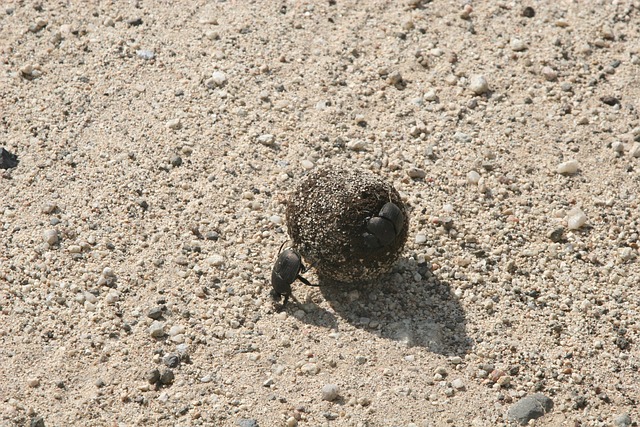 Free Dung Beetle Dung photo and picture