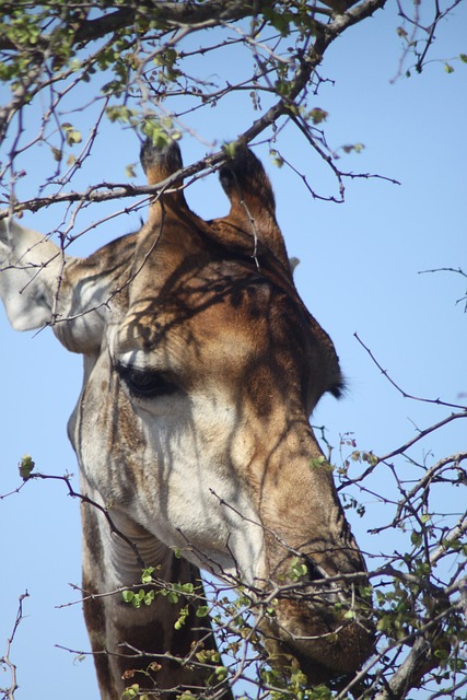 Free Giraffe Nature photo and picture