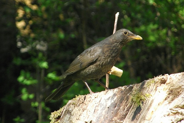 Free Blackbird Black photo and picture