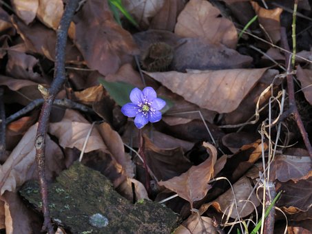 Free Anemone Flower photo and picture