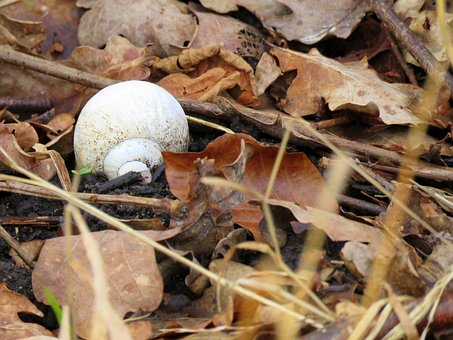 Free Snail Blade photo and picture