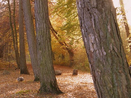 Free Tree Fall photo and picture