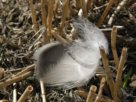 Free Feather Straw photo and picture