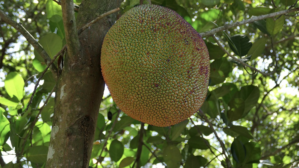 chlebowiec-fruit-tropical-free-photo-on-pixabay-pixabay