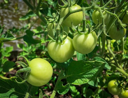 Free Tomato Healthy photo and picture
