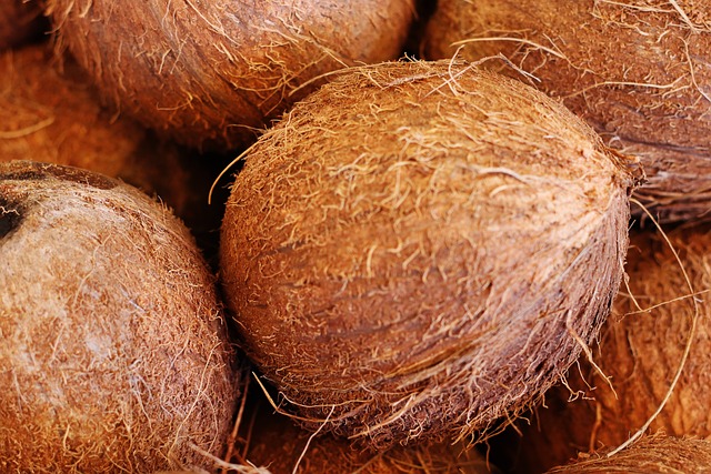 Free Coconut Nature photo and picture