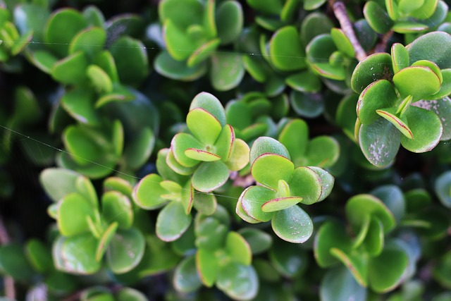 Free Succulent Plant Green photo and picture