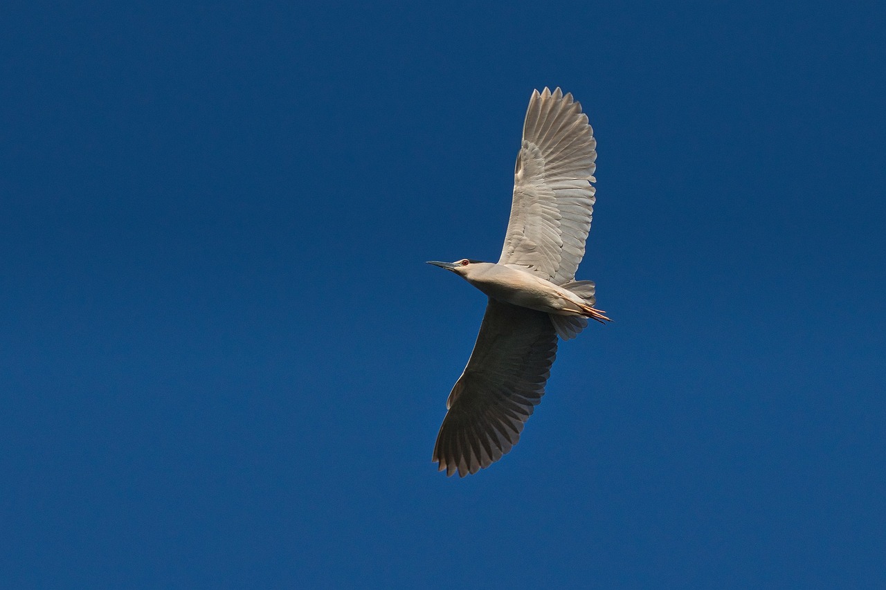 Flight Feathers Freedom Free photo on Pixabay Pixabay