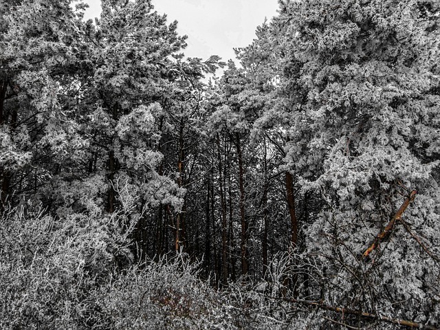 Free Forest Snow photo and picture