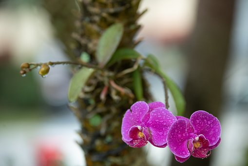 Free Orchid Purple photo and picture