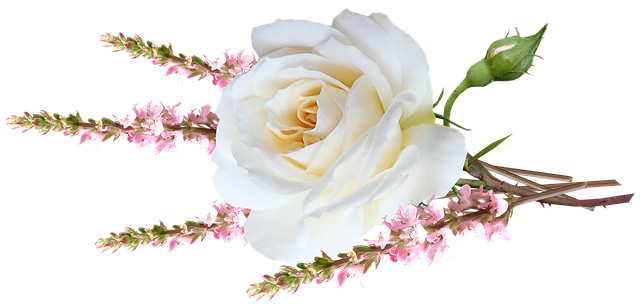 Free flower white rose illustration