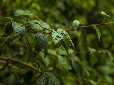 Grün, Blätter, Regen, Natur, Pflanze