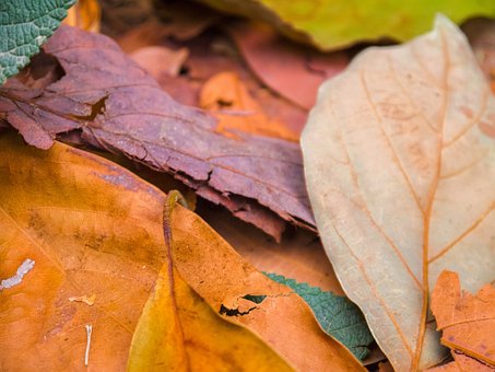 Blätter, Herbst, Wald, Natur, Bunt, Baum