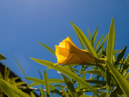 Sommer, Blume, Natur, Schöne Blumen