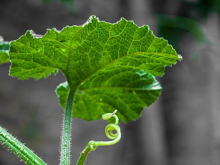 Blatt, Grün, Feder, Natur, Pflanze
