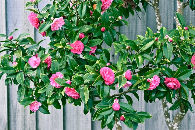 Free Pink Flowers Flower Wallpaper photo and picture