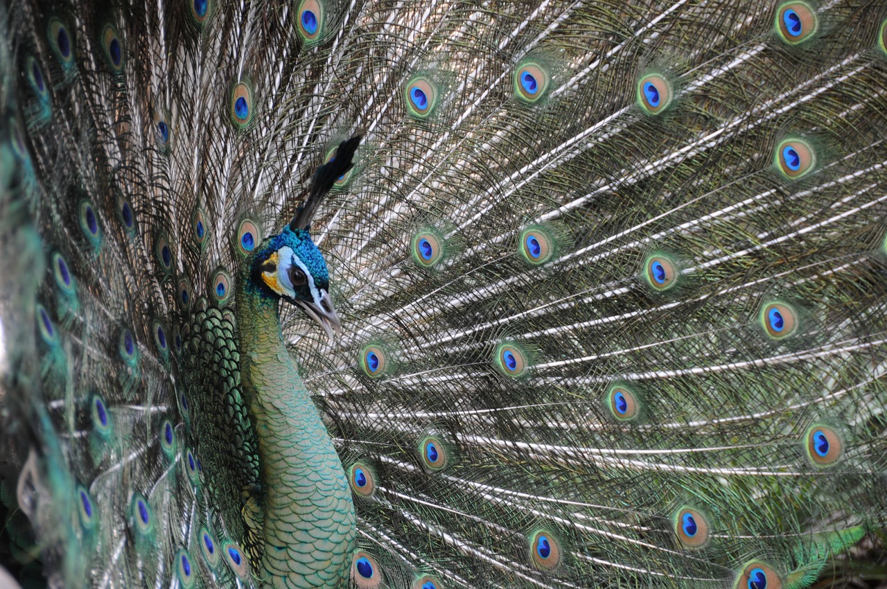 Peacock - free online jigsaw puzzle photo