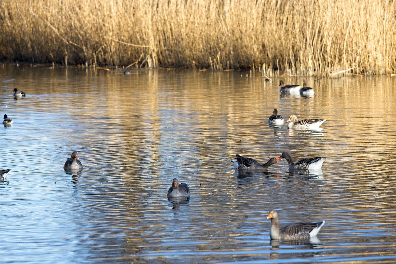 Goose Geese Duck - Free photo on Pixabay - Pixabay