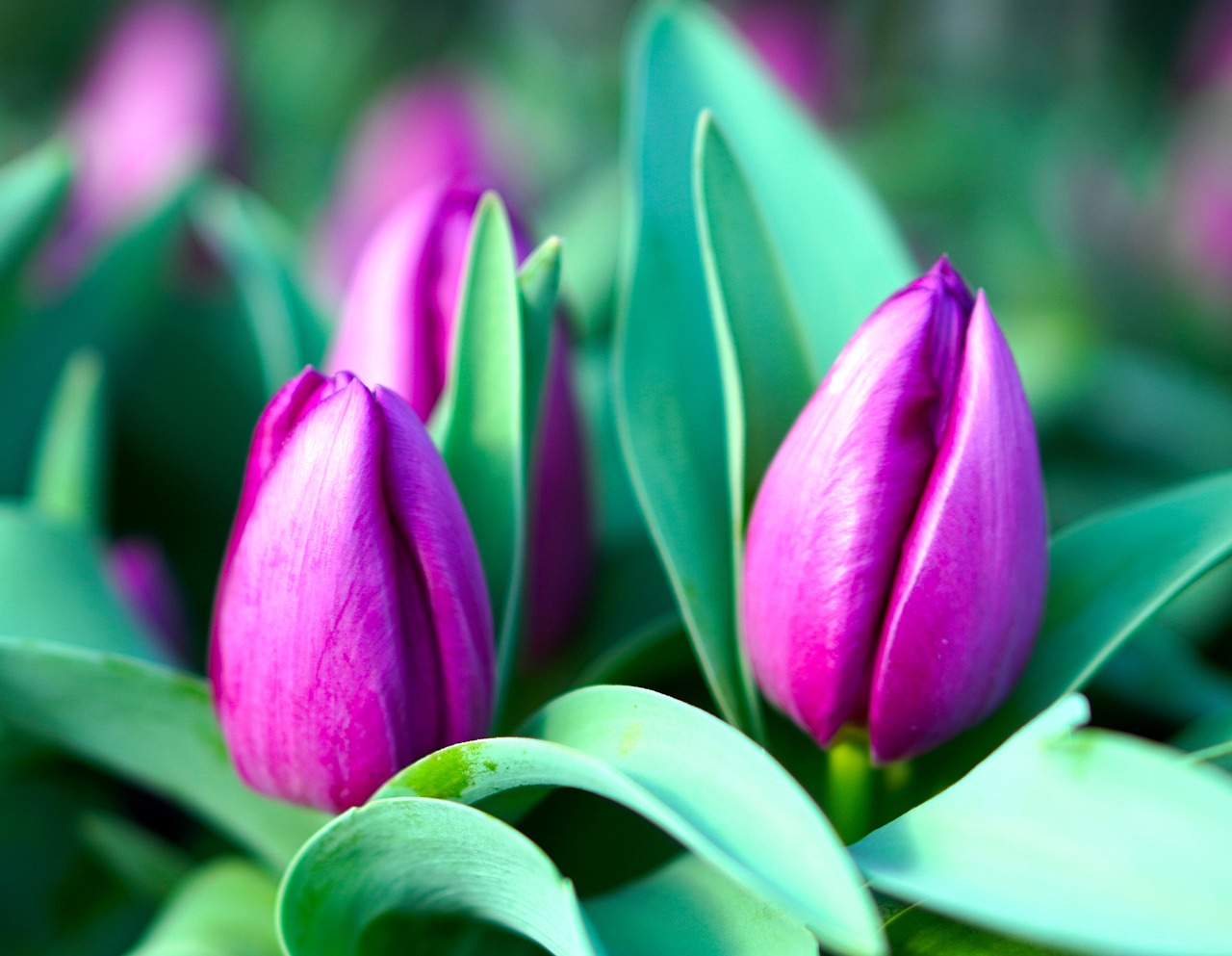 Tulips Flower Blossom Free photo on Pixabay Pixabay