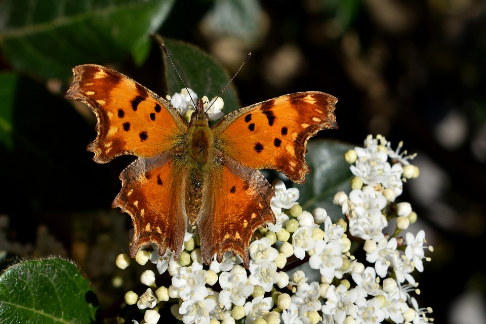 Butterfly Polygonia Flowers - Free photo on Pixabay