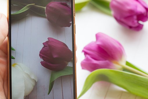 Free Tulips Nature photo and picture