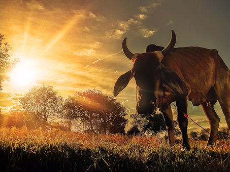 Free Cow West photo and picture
