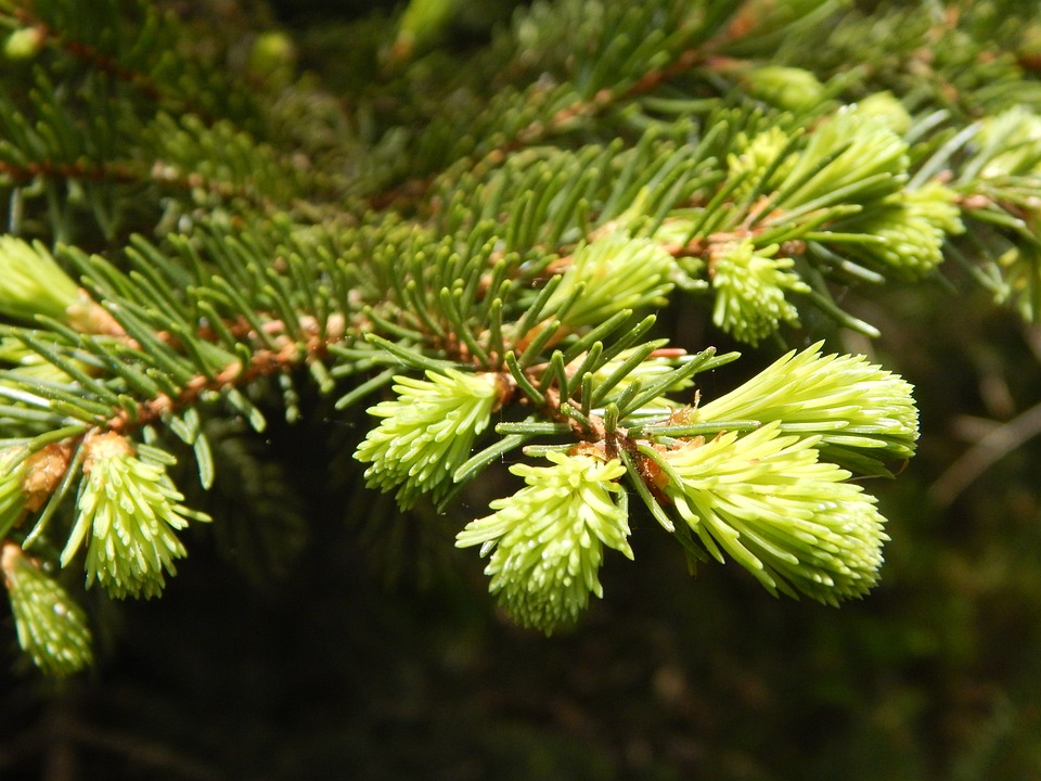 枞树 发芽了 玉米提示 - Pixabay上的免费照片 - Pixabay