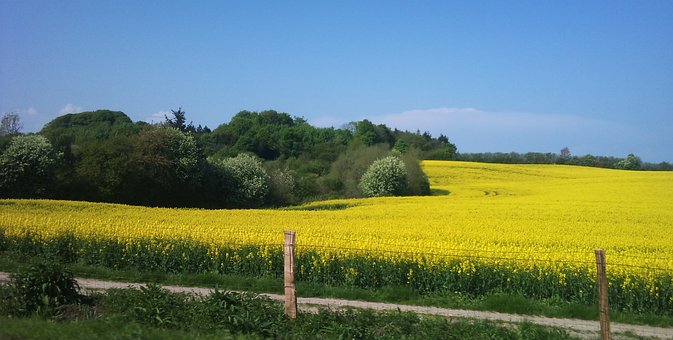 Free Rapeseed Field photo and picture
