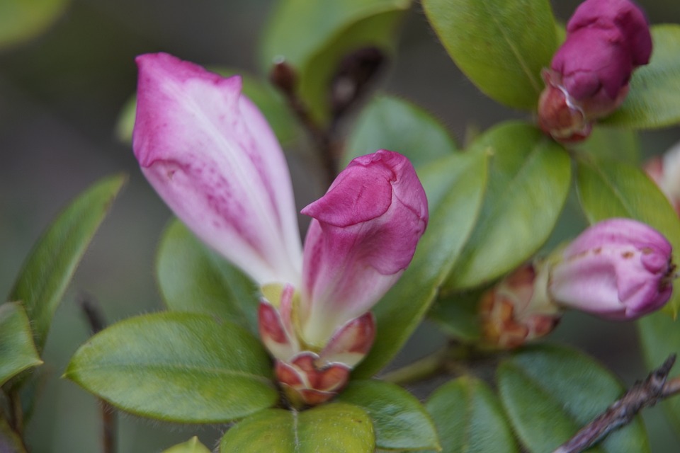 Rhododendron Rose Le Printemps - Photo gratuite sur Pixabay - Pixabay