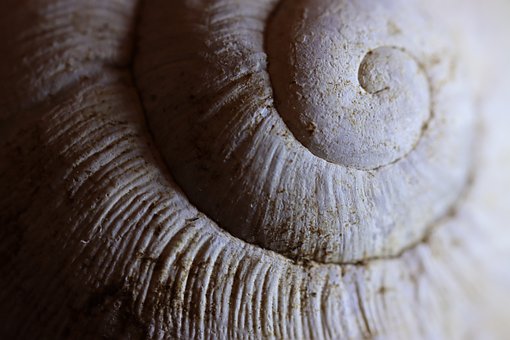 Free Shell Spiral photo and picture